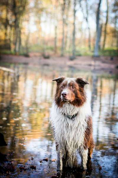 Foto's und Hundemodels-Beitrag-Bild