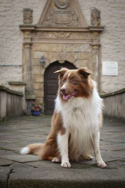 Foto's und Hundemodels-Beitrag-Bild