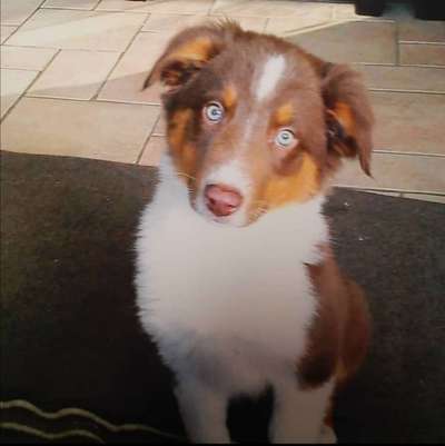 Welpen Bilder !-Beitrag-Bild