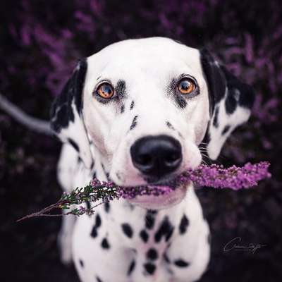 Foto's und Hundemodels-Beitrag-Bild