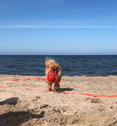 Die Dogorama Wochen Challenge: “Dein Hund im Urlaub”-Beitrag-Bild