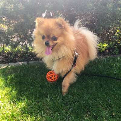 Die Dogorama Kalender Challenge Teil 3/4-Beitrag-Bild