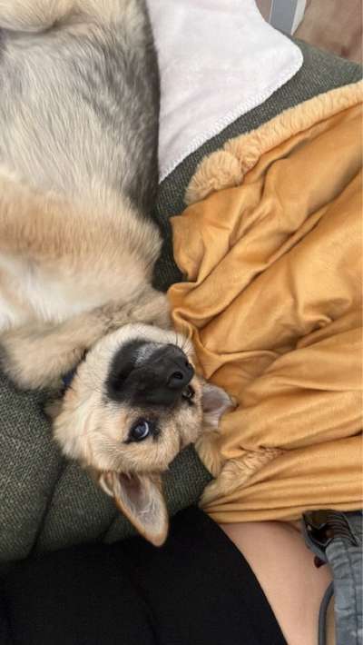 TierschutzhundeStammtisch🐕-Beitrag-Bild