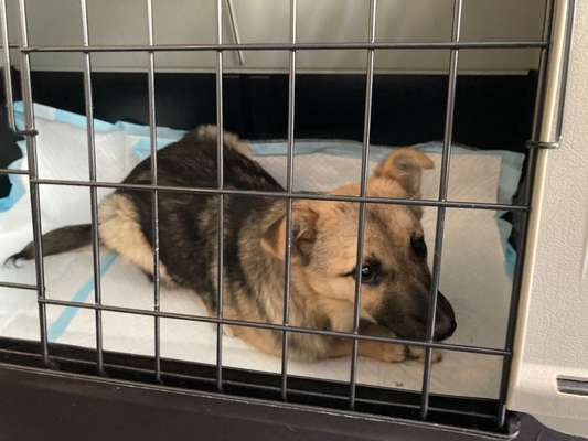 TierschutzhundeStammtisch🐕-Beitrag-Bild