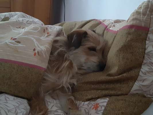 Fotosammlung: ,,Der natürliche Hund" Unbearbeitet, ungestellt und in Natura-Beitrag-Bild