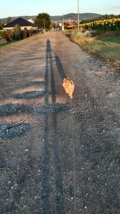 Dogorama Foto Challenge - Erwischt-Beitrag-Bild