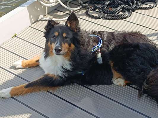 Wie kamst du zu deinem Hund?-Beitrag-Bild