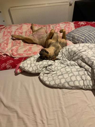 Die Dogorama Wochen Challenge-Beitrag-Bild