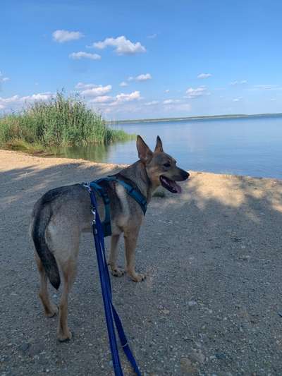 Mischlingshunde Foto Aufruf-Beitrag-Bild