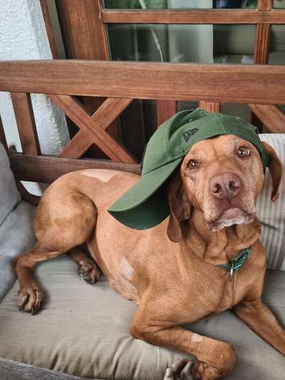 Magyar Vizsla UK-Beitrag-Bild