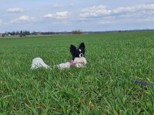 Wo sind die Papillon Besitzer?-Beitrag-Bild