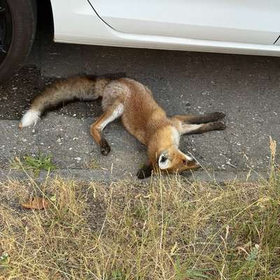 Giftköder-Totes Fuchsjunges-Bild