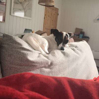 Hundetreffen-Hunde Auszeit✨-Bild