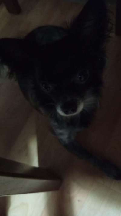 Hundetreffen-Gassi und Spielgruppe Augsburg Oberhausen-Bild