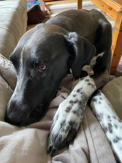 Dogorama Photo Challenge - Hundeblick zum hinschmelzen-Beitrag-Bild