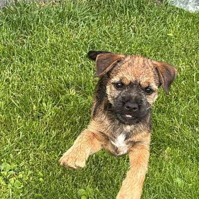 Hundetreffen-Welpen treffen , kleine Rassen , 30.04.geb.-Bild