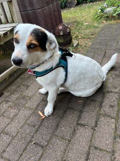 TierschutzhundeStammtisch🐕-Beitrag-Bild