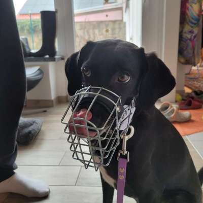 Wie sitzt mein Maulkorb / Maulkorb-Beratung-Beitrag-Bild