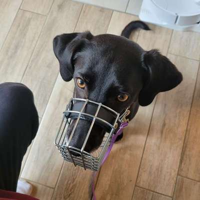 Wie sitzt mein Maulkorb / Maulkorb-Beratung-Beitrag-Bild