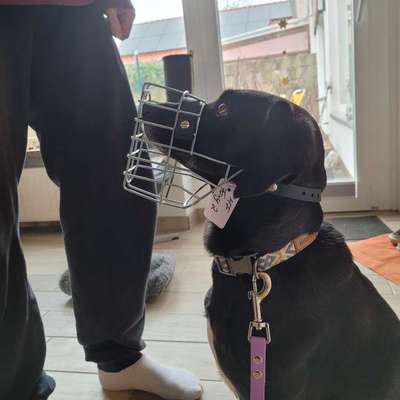 Wie sitzt mein Maulkorb / Maulkorb-Beratung-Beitrag-Bild