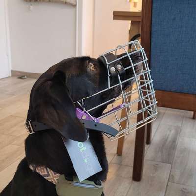 Wie sitzt mein Maulkorb / Maulkorb-Beratung-Beitrag-Bild