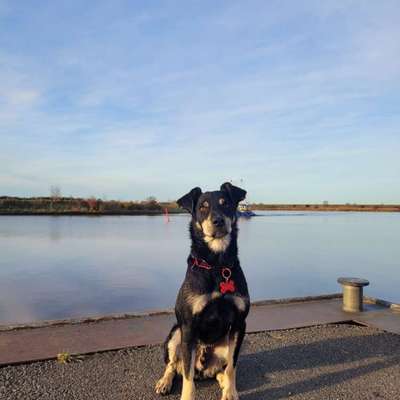 Hundetreffen-Gassi-Spieltreff-Bild