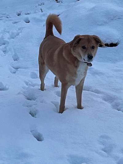 Shiba Inu und andere japanische Rassen!-Beitrag-Bild