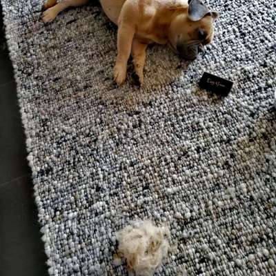 Hundehaare Mops-französische Bulldoggen-mix-Beitrag-Bild