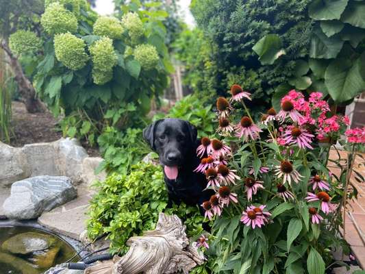 Die Dogorama Monats Challenge "Es grünt und blüht"-Beitrag-Bild