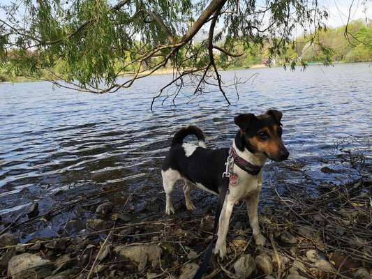 Dogorama-Monats-Challenge-Mai "Wasser"-Beitrag-Bild