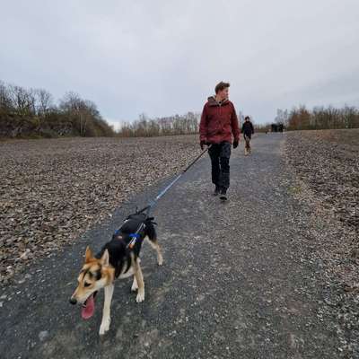 Hundetreffen-Cani Walk - CaniX-Bild