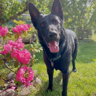 Hundetreffen-Gassi- und Spielkameraden gesucht-Bild