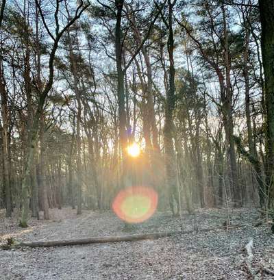 Hundeauslaufgebiet-An der alten Försterei-Bild