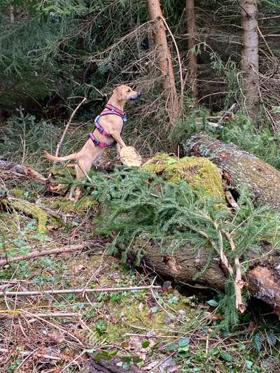 27. Handy Fotochallenge-Beitrag-Bild