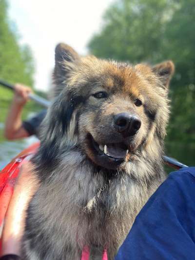 Hunde im Urlaub-Beitrag-Bild