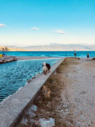 Dogorama-Monats-Challenge-Mai "Wasser"-Beitrag-Bild