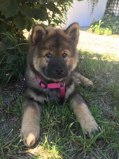 Welpen Bilder !-Beitrag-Bild