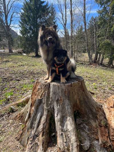 Seltene Rassen!-Beitrag-Bild