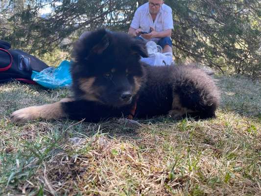 Welpen Bilder !-Beitrag-Bild