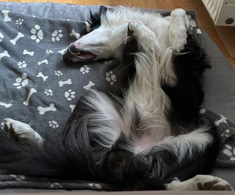 Dogorama Photo Challenge - Zeigt her eure Bäuche-Beitrag-Bild