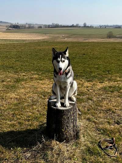 Husky-Beitrag-Bild