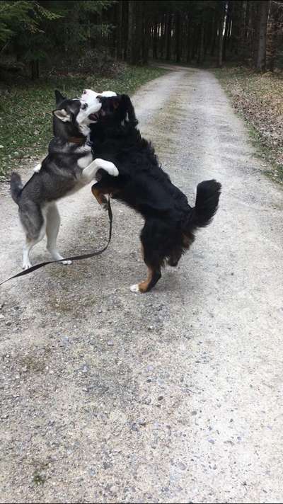 Die Dogorama Wochen Challenge "Friends will be Friends"-Beitrag-Bild