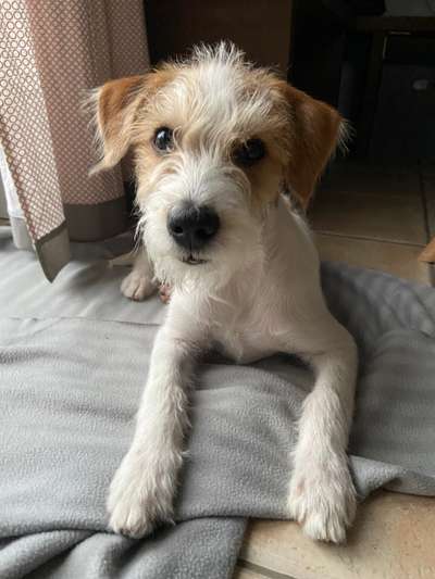 Dogorama Photo Challenge - Hundeblick zum hinschmelzen-Beitrag-Bild