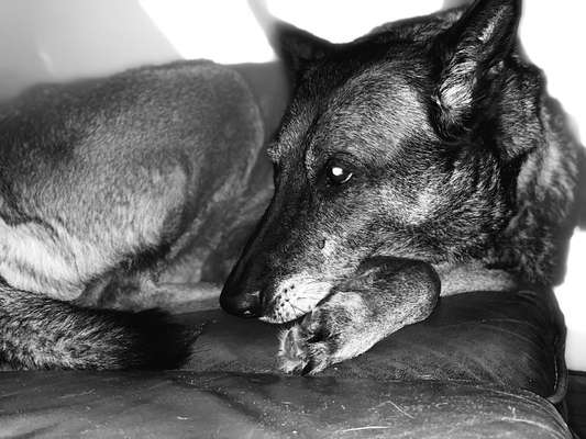 Zeigt eure Malinois!!!-Beitrag-Bild