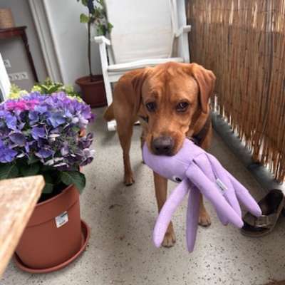 Hundetreffen-Spielfreunde für Tokio gesucht-Bild