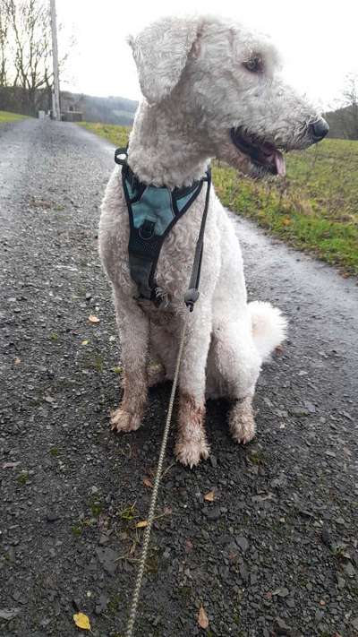 Zeigt her eure Junghunde :)-Beitrag-Bild