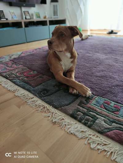 Olde English Bulldogge-Beitrag-Bild