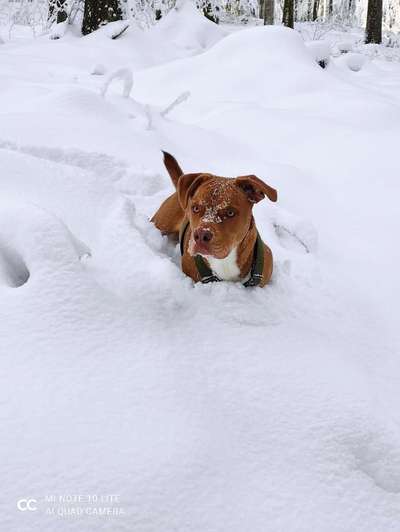 Olde English Bulldogge-Beitrag-Bild
