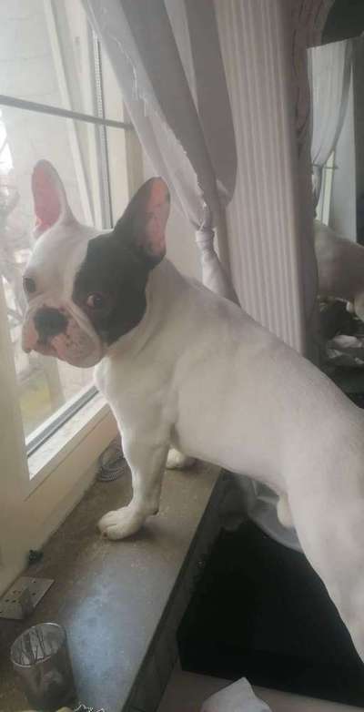 Französische Bulldoggen-Beitrag-Bild