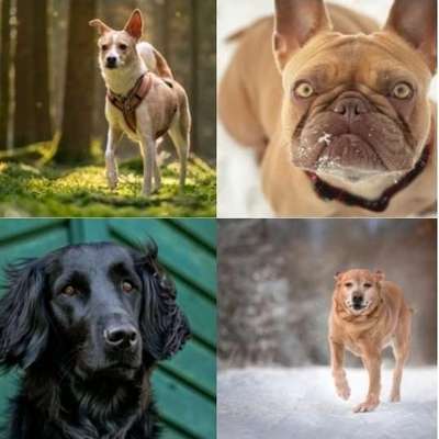 Tierfotografen-Aurora Light of Soul-Bild